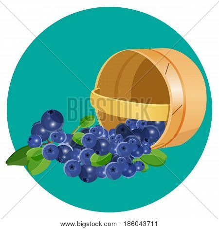 Wooden overturned basket with blueberries realistic vector illustration isolated on blue circle. Blue healthy berries with green leaves