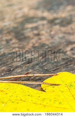 Maple Leave And Needles On Wooden Bank In Autumn Forest