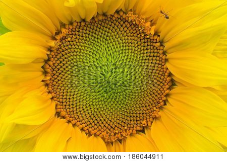 Natural background - closeup sunflower picture .