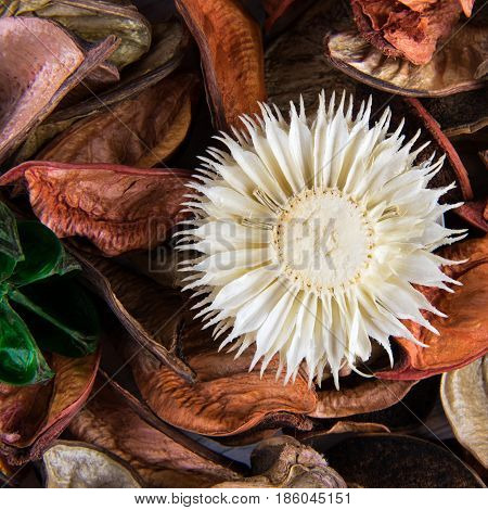 White aromatic flower dry flowers decoration detail