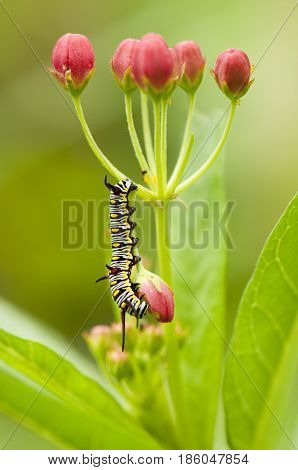 Plain tiger (Danaus chrysippus) caterpillar is feeding on its host plant - blood flower