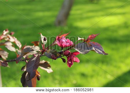 Pink flowers on a tree branch in spring