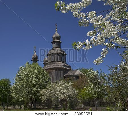 Wood church (Saint George's) surrounded with blossom trees. Place - Sedniv Ukraine.