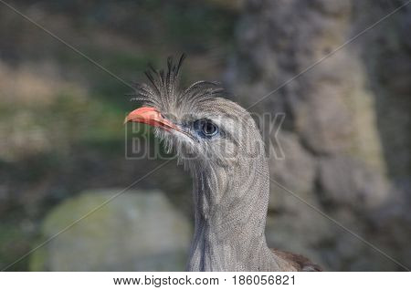 Gorgeous grey feathers on a seriema bir standing up.