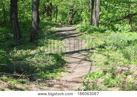 Spring Forrest. Fresh Green Woods in the Forest of Franconia, Germany. Blooming wild garlic.