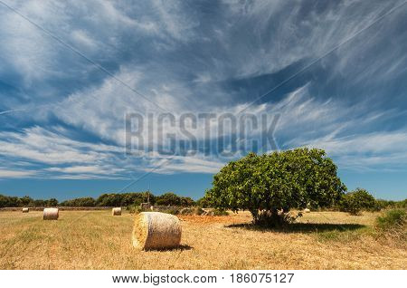 Harvest time in golden fields under blue sky