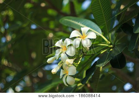 Close up shot of Frangipani flowers troppical flower