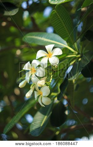 Close up shot of Frangipani flowers troppical flower