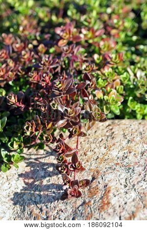 Thymus Serpyllum, Known As Breckland Thyme