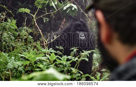 Rear view of tourist observing mounta gorilla
