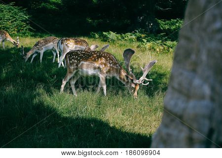 Close up of Fallow deer in Bradgate Park, Leicestershire on a sunny summer day