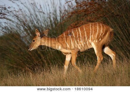 Femmina di antilope Nyala