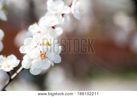 Gentle white plum blossoms blooming in the spring garden on background of blue sky a