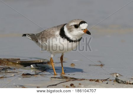 An endangered Piping Plover in breeding plumage at the shoreline on a beach in Florida
