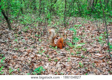 Red squirrel with nut in the forest