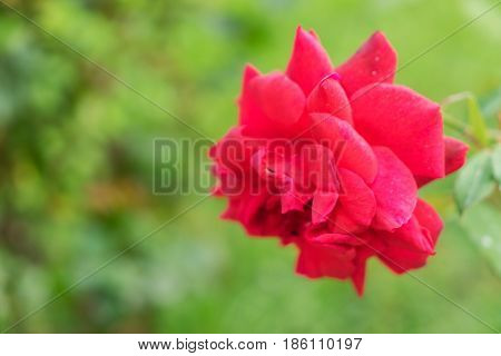 Red bloomig summer rose in green garden