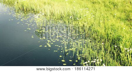 Water Plants Near The Shore Of Kenozero Lake.