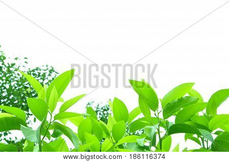 Fresh green leaves on white bavkground .