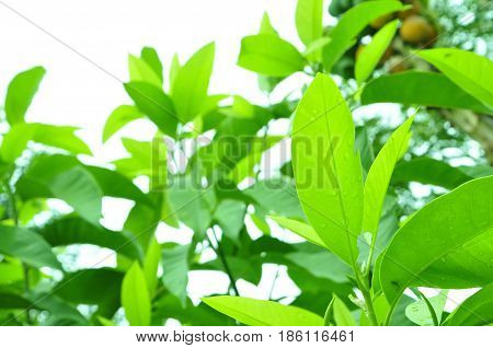Fresh green leaves on white bavkground .