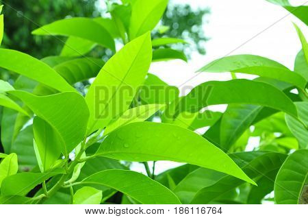 Fresh green leaves on white bavkground .