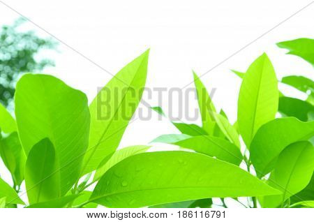 Fresh green leaves on white bavkground .