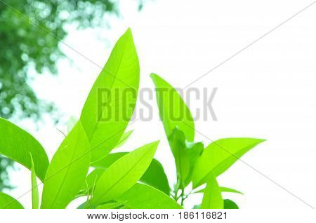 Fresh green leaves on white bavkground .