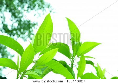 Fresh green leaves on white bavkground .