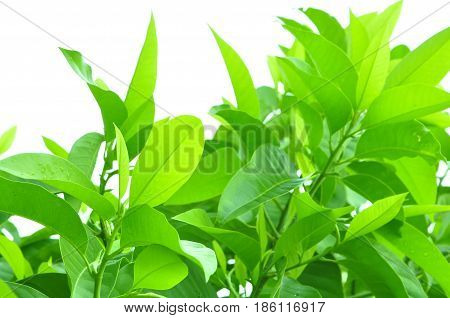 Fresh green leaves on white bavkground .