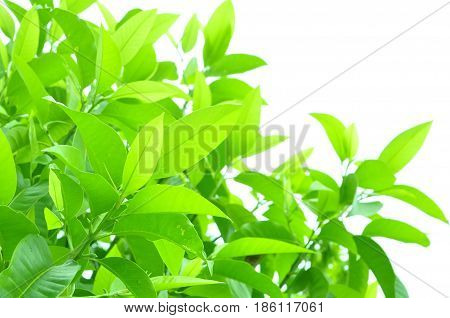 Fresh green leaves on white bavkground .