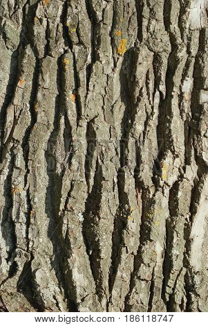 Texture of a bark of a large poplar close-up.