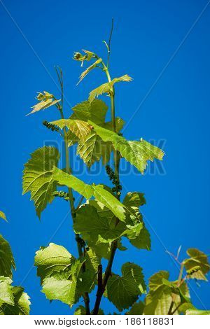 Grapevines in spring on a blue sky. Young grapevine leaf.