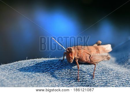 Macro shot of a grasshopper on blue jeans