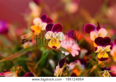 spring flowers