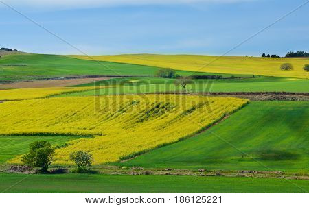 Portuguese Rustic Landscape with Green Grass and Yellow Flowers Fields and Olive Trees on Blue Sky Horizon in Sunny Day Outdoors