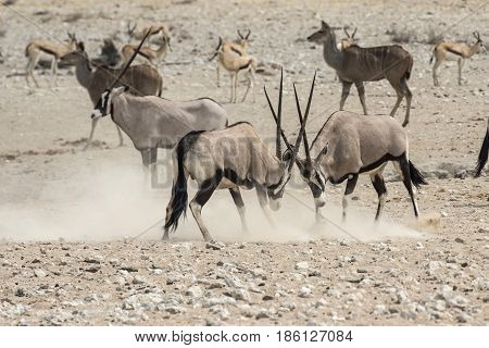 Antelops Fighting In  The Etosha National Park