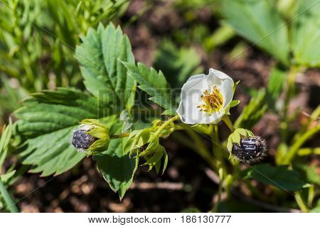 Epicometis hirta Alleculid beetle Tropinota Epicometis hirta Scarabaeidae on a strawberry flower. The beetle ate the inflorescences of the strawberry. Pests of garden plants on flowers.