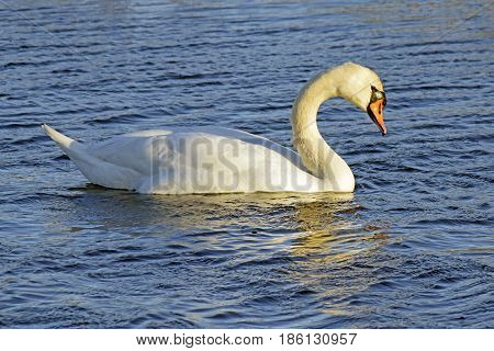 A swan swimming in a blue water lake