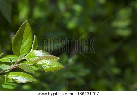 young branch of glossy bright green leaves with blurred background