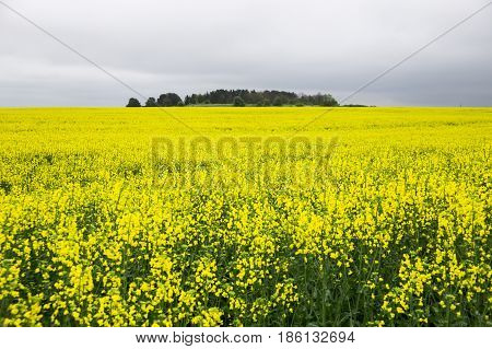 Yellow rape field and gray cloudy sky