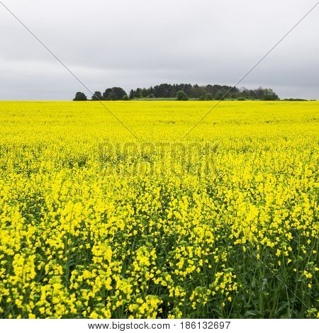 Yellow rape field and gray cloudy sky