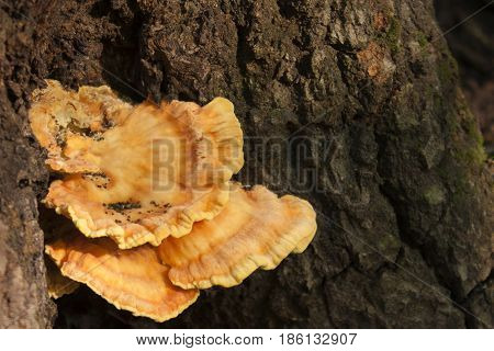 honey mushrooms growing at tree by a group