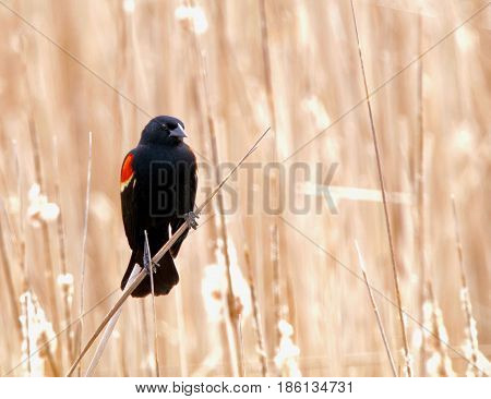 Red wing blackbird on a bright spring day