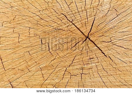 Old tree trunk cross section freshly cut