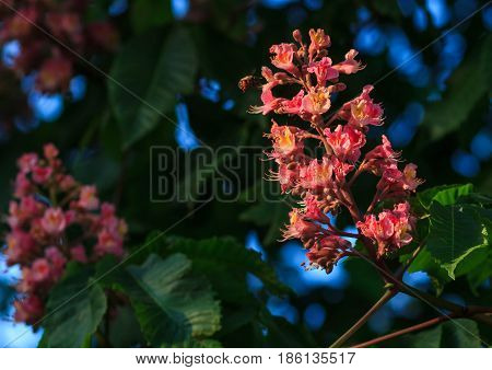 Red horse-chestnut, Aesculus carnea, hybrid Aesculus hippocastanum,