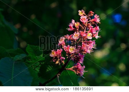 Red horse-chestnut, Aesculus carnea, hybrid Aesculus hippocastanum,