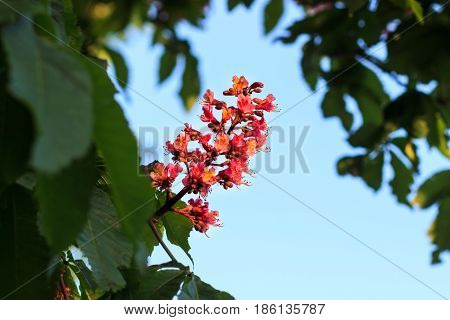 Red horse-chestnut, Aesculus carnea, hybrid Aesculus hippocastanum,