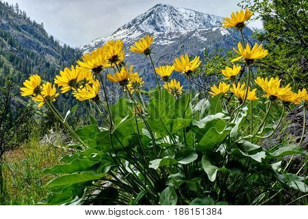 Arinca in alpine meadows. Balsamroot or sunflowers. Cascade Mountains. Leavenworth. Seattle. WA. United States.