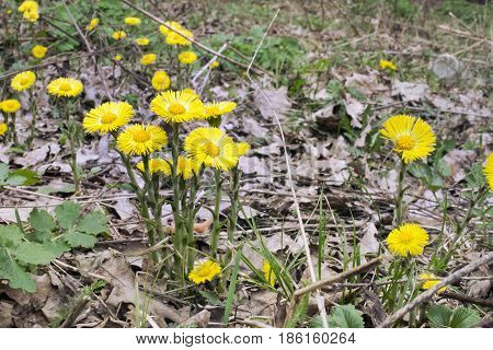 Coltsfoot's Flowers In The Lap Of Nature