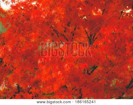 Maple Leaves