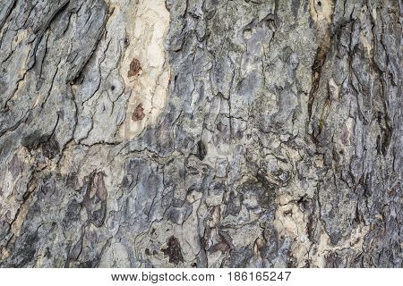 Bark texture for background. Abstract texture background.